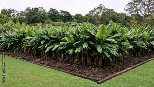 Lush, large-leafed tropical plants arranged in a garden bed, with manicured lawn