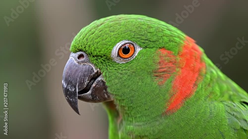 Green parrot profile close up with red cheek patch.