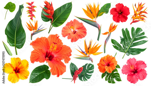Vibrant Collection of Tropical Flowers and Leaves Isolated on White Background.
