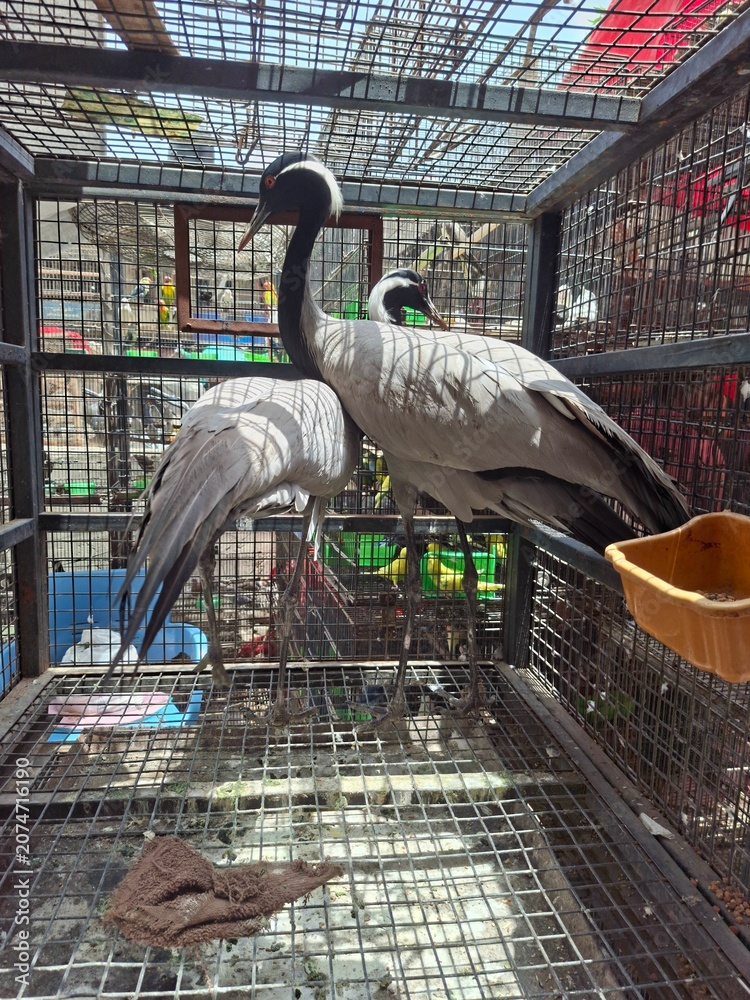 Obraz premium A distinct back view photograph of two demoiselle cranes inside a steel mesh enclosure at an outdoor market showcasing their long grey tail feathers