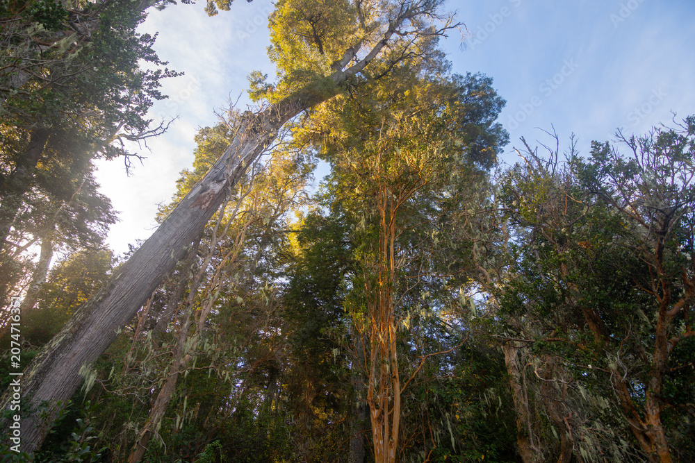 Fototapeta premium View of some arrayan trees at the Parque Nacional Los Arrayanes (Los Arrayanes National Park) - Villa La Angostura, Argentina