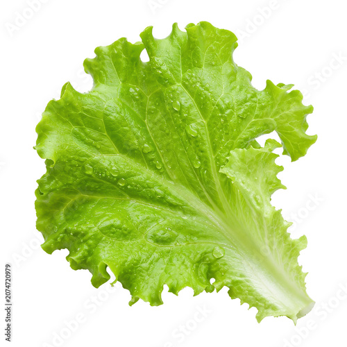 3D Fresh Green Lettuce Leaf Realistic Food Illustration