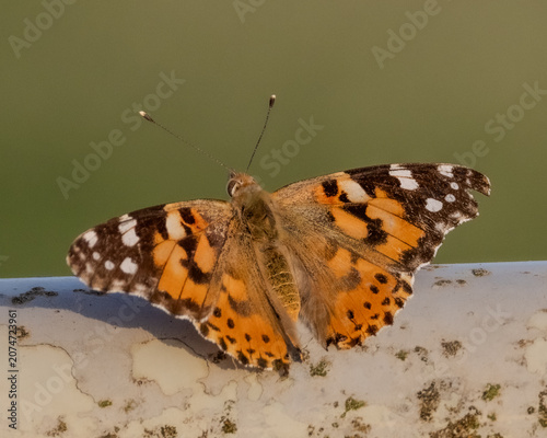 Macro image. Painted lady butterfly on a metal farm gate.