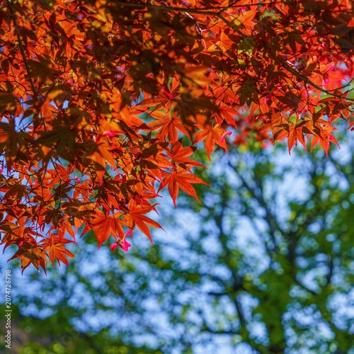真っ赤なモミジの若葉と青空のコントラスト 春の日本の自然景観 背景素材