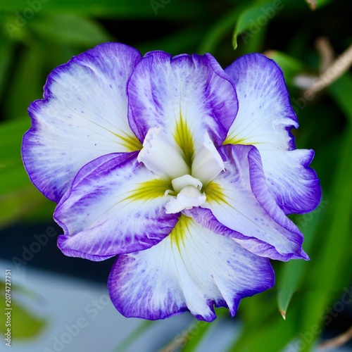 Tableau sur toile blue and purple iris flower