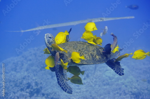 Green sea turtle being cleaned by fish with a needlefish in the background