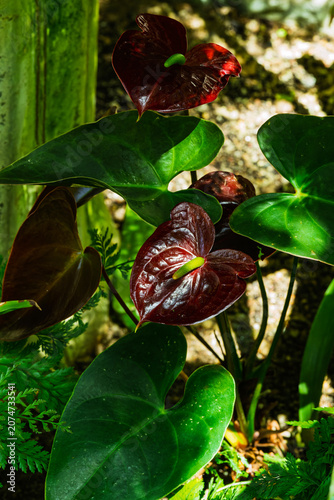 one of the many plants in bloom that can be viewed at the Albuquerque Botanical Gardens in New Mexico