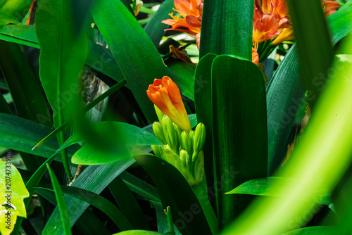 one of the many plants in bloom that can be viewed at the Albuquerque Botanical Gardens in New Mexico
