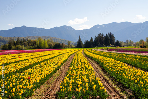 Vast yellow tulip fields stretch towards distant mountains under a clear blue sky