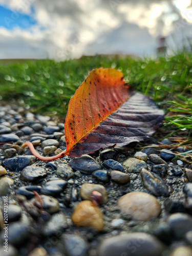 Autumn leaf rests on gravel path with grass and cloudy sky background