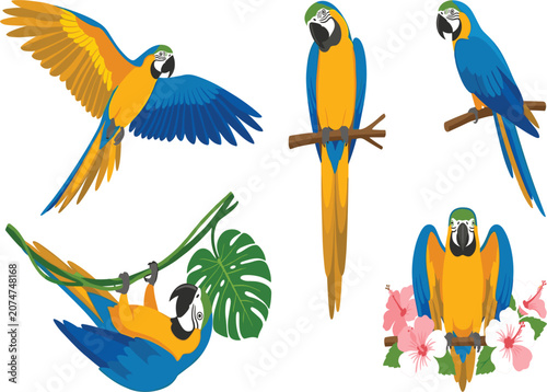 Blue and Yellow Macaw Parrot Vector Set Featuring Tropical Birds in Flying, Perching, Hanging, and Floral Composition Poses