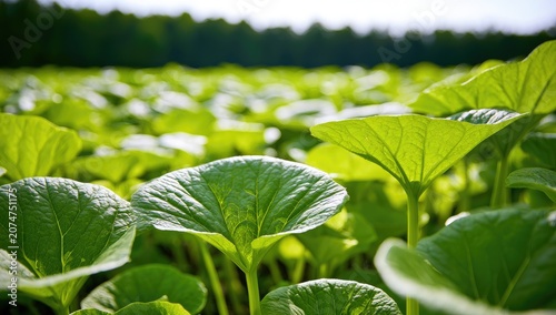 Vibrant green leaves unfurl under bright sunlight in a lush, expansive field