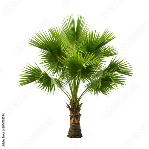 Lush green fan palm tree isolated on a white background