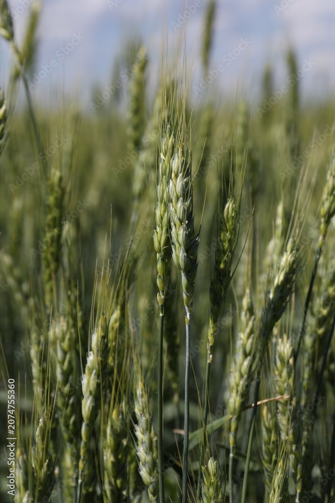 Fototapeta premium Wheat spikes growing in field outdoors, closeup