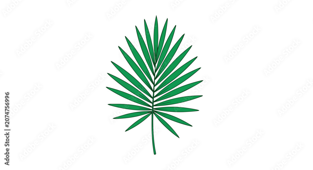 Fototapeta premium Tropical Green Fan Palm Leaf Isolated on White Background for Exotic Botanical Design and Nature Decor