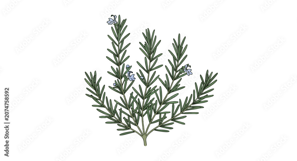 Fototapeta premium Fresh Green Rosemary Bush with Tiny Blue Flowers Isolated Botanical Illustration for Herbal Cooking