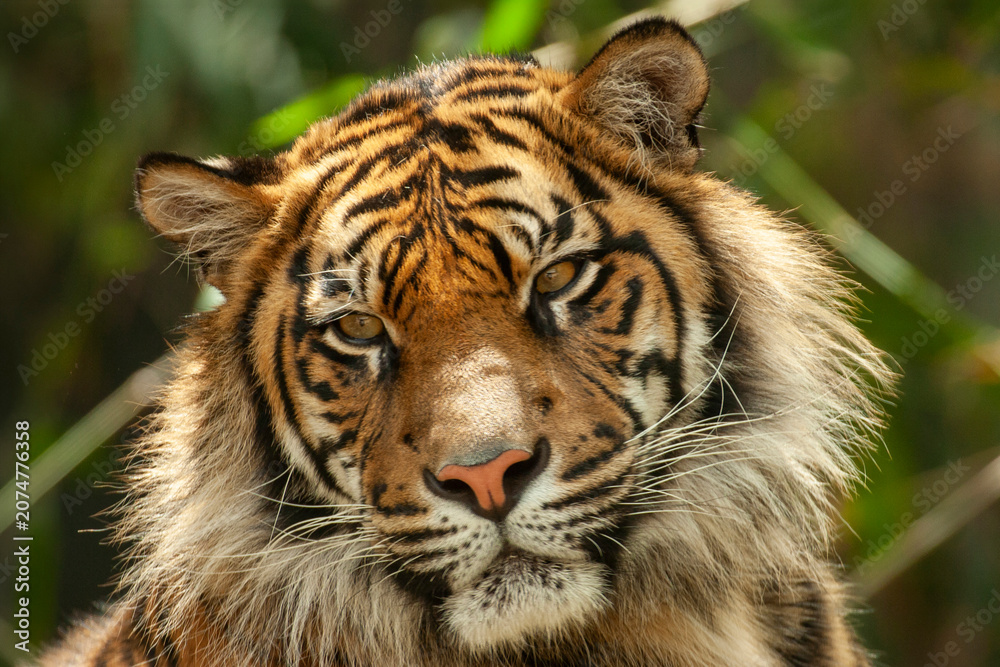 Obraz premium Close up of captive Sumartrin Tiger