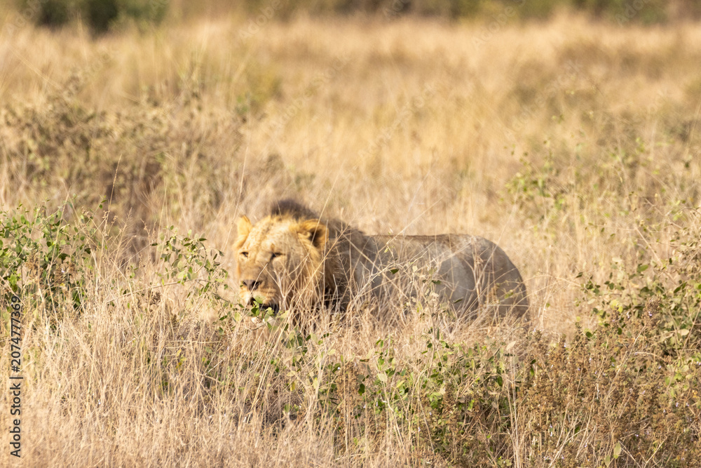 Fototapeta premium Maned male African lion in Amboseli National Park in Kenya Africa