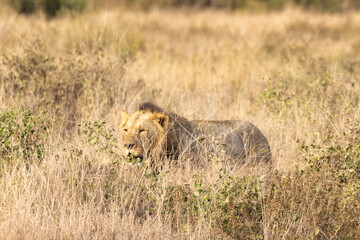 Maned male African lion in Amboseli National Park in Kenya Africa