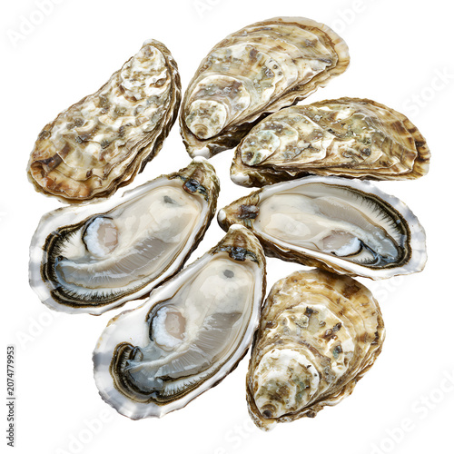 Fresh raw oysters arranged in a circle on white background