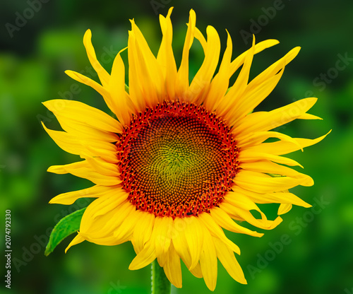 sunflower in the garden