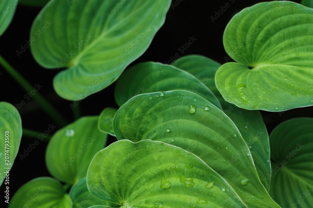 Obraz premium Close-up view of lush green hosta leaves after rain. Water droplets cling to the textured surfaces creating a fresh natural effect. Dark background emphasizes plant details.