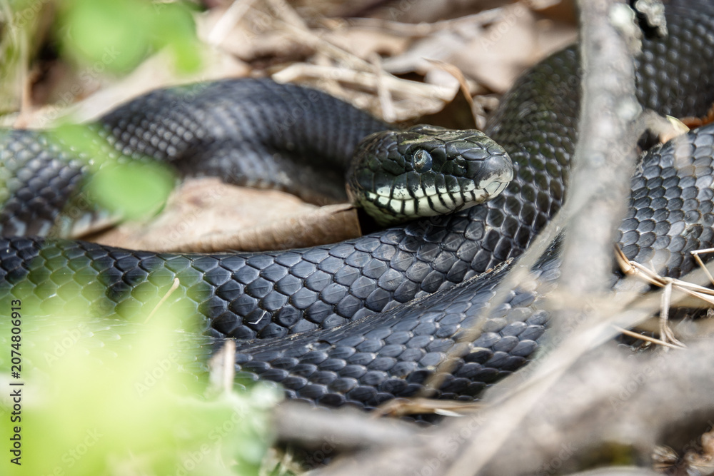 Obraz premium black rat snake rolling eyes look ready to shed eye old skin opens closeup