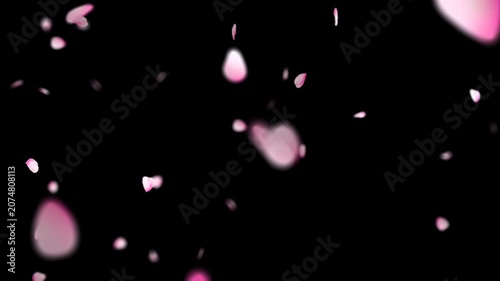 A 4K, 60 fps video of realistic 3D render of pink cherry blossom petals gently falling in the air with depth of field on transparent background, alpha channel.
