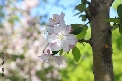Canvastavla Close-up of Blooming Chinese Crabapple Flowers Beside Tree Trunk