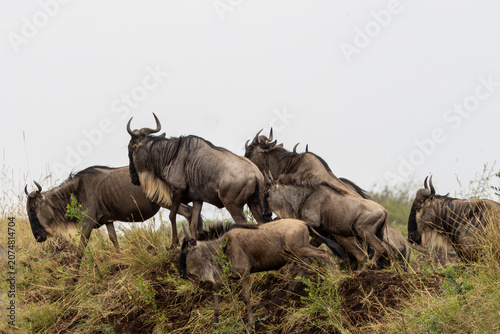 Photography Herd of Blue Wildebeest Migrating and Scrambling Up a Grassy Hillside in the Mas