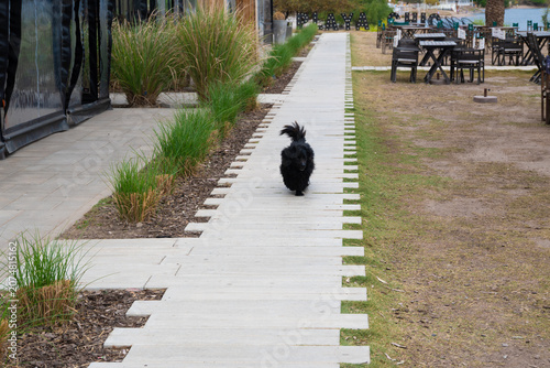 Canvastavla Perrita mestiza caminando por la vereda de Playa Chic en Almafuerte, Córdoba