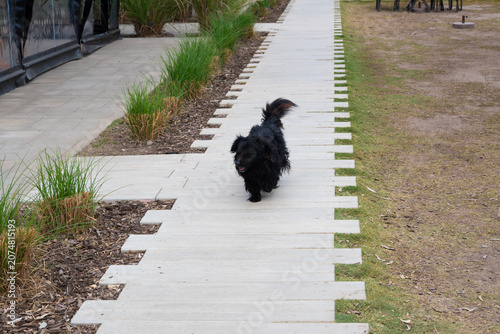 Canvastavla Perrita mestiza caminando por la vereda de Playa Chic en Almafuerte, Córdoba
