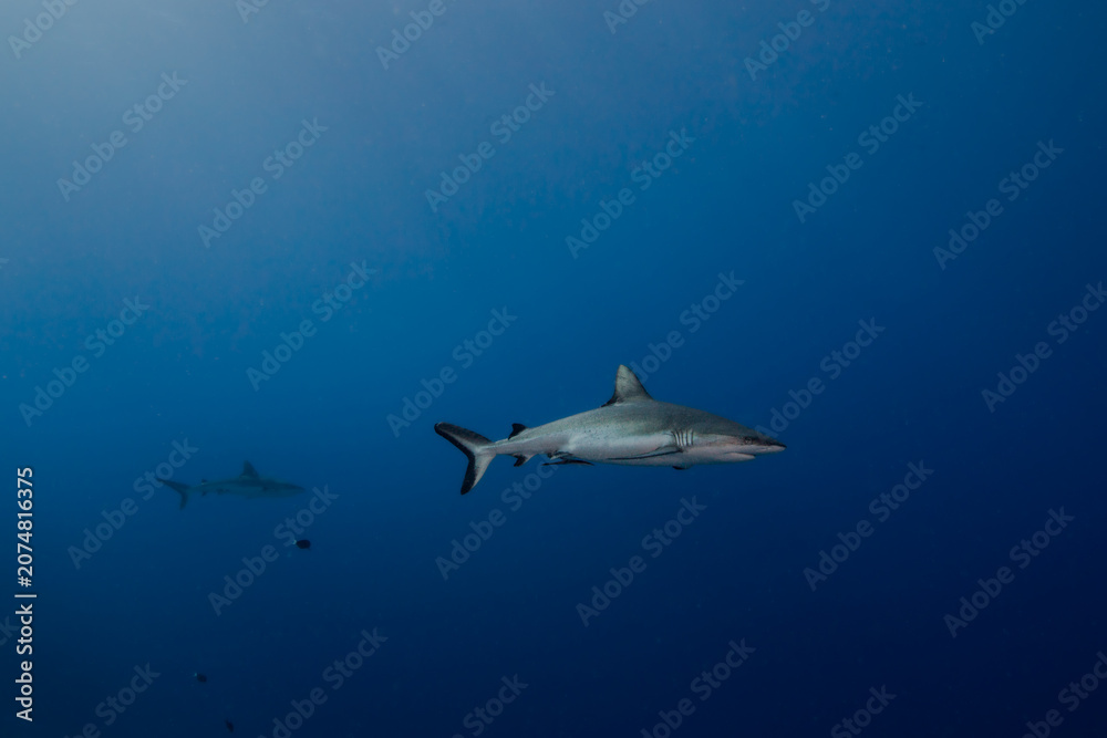 Obraz premium shark in palau