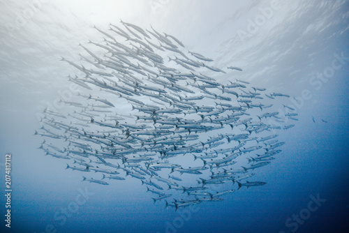Φωτογραφία fish schooling in palau