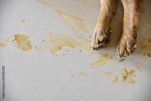 Dirty dog paws leaving muddy footprints and stains on a clean white tiled floor inside a house