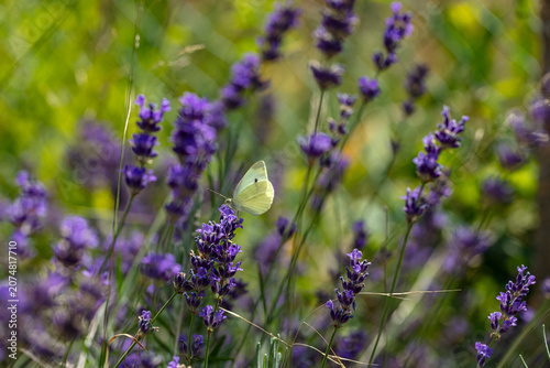 Schilderij op canvas Rins de lavende et papillon blanc