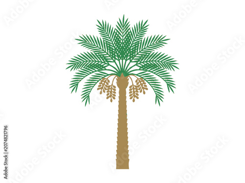 Date Palm Tree with Ripe Dates, Tropical Plant Illustration, Isolated on White Background