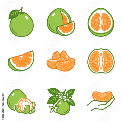 Green oranges and segments illustration.