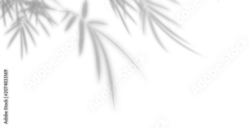  overlay effect shadow of bamboo foliage creating distorted  long curved leaves shadows on transparent background, ,realistic summer sunlight light effect create artistic shade 
