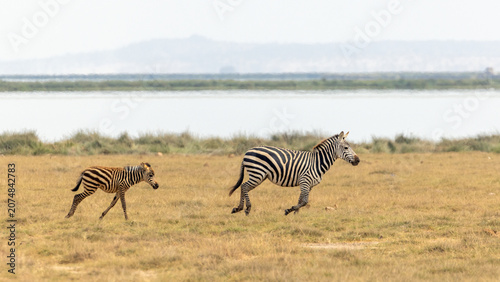 Canvas Print Mother Plains Zebra Running Across Grassy Savanna Plains Alongside Her Foal in A