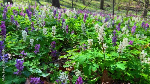 Violet hollowroot Corydalis cava early spring in bloom, with blurred trees in background, sun rays and flowing particles. Forest filled with wildflowers. Blooming field, lawn. Hollow smokestack