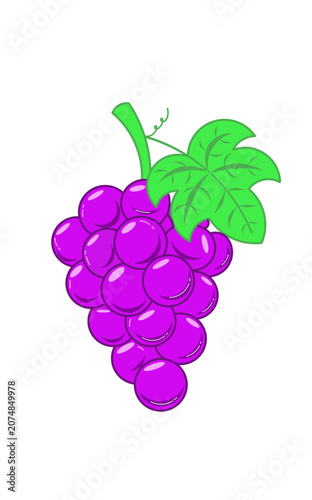vector illustration of grapes