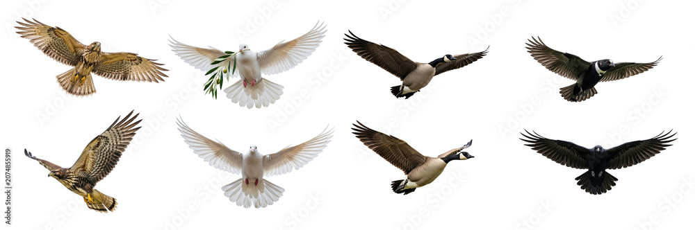 Obraz premium A collection of birds in flight is displayed against a transparent background. The birds include a hawk, a dove, a goose, and a raven.