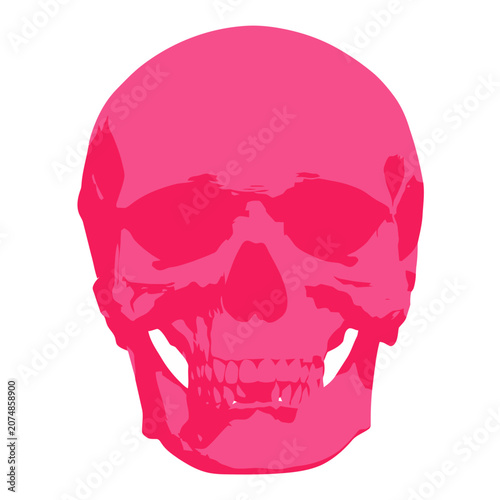 Pink human skull vector illustration