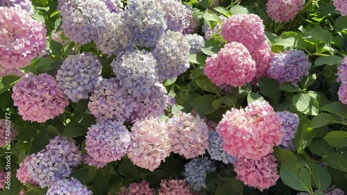 Hydrangea flowers blue purple pink hortensia blooms mophead hydrangeas in garden.