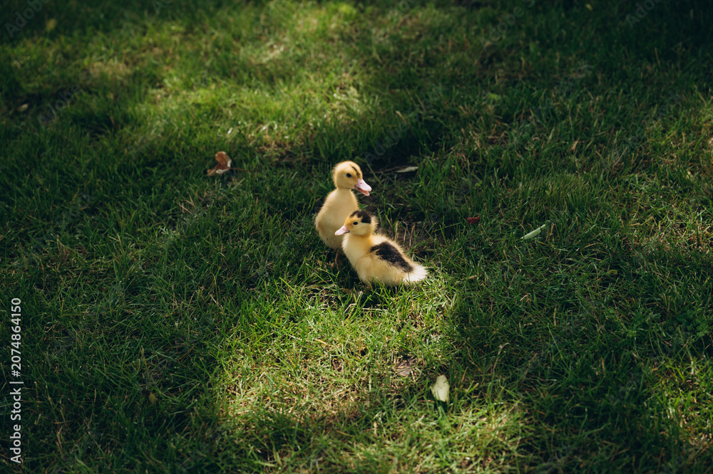 Obraz premium A cute duckling explores a grassy field on a sunny spring day.
