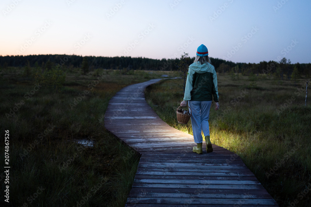 Fototapeta premium Woman forager walks through peat bog at wooden path at dusk, lighting her way with headlamp on head, returning from autumn wetland with basket full of mushrooms back view. Foraging wild food. 
