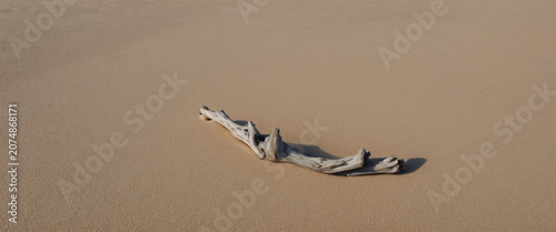 Driftwood on Sand Dune: A weathered piece of driftwood lies isolated on a vast, sandy expanse, its gnarled form creating an intriguing texture against the smooth, undulating surface of the dune.