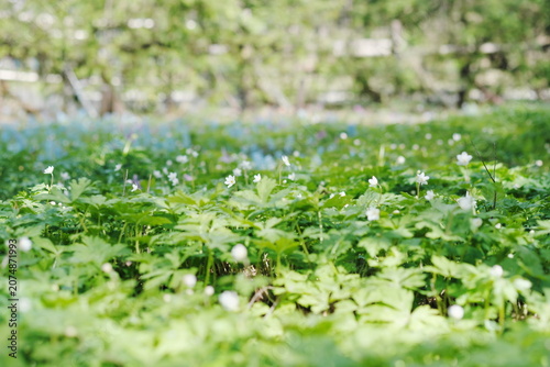 春の柔らかな日差しを浴びて森の地面に咲き誇る白のアネモネの花畑