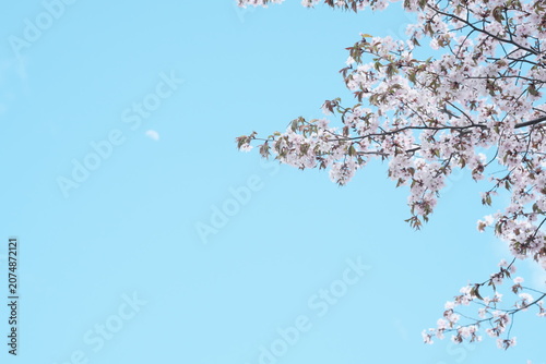 青空と淡い月を背景に咲き誇る満開の桜の枝先